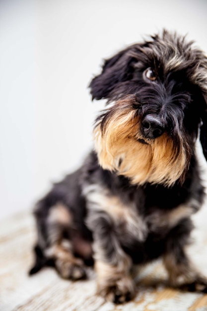 Nahaufnahme eines schwarzen Hundes