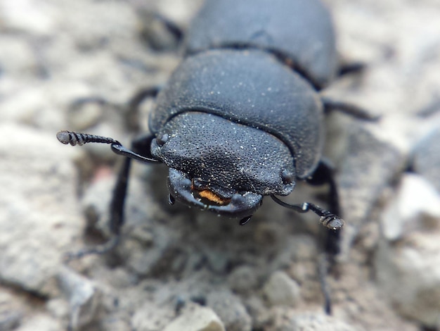 Nahaufnahme eines schwarzen Käfers auf einem Felsen