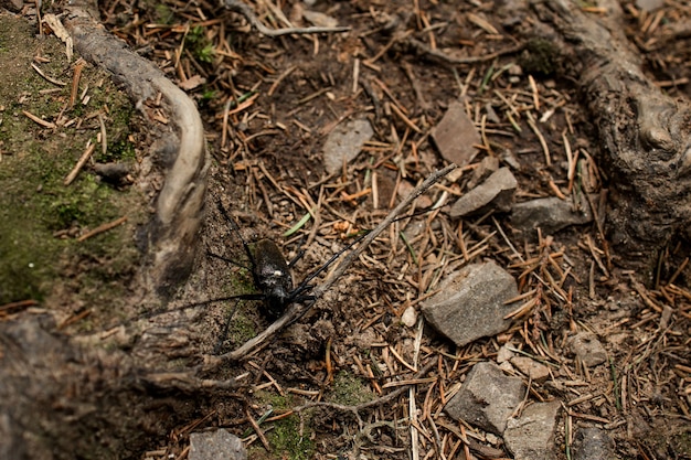 Nahaufnahme eines schwarzen Käfers auf Waldboden,