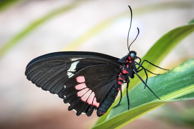 Foto nahaufnahme eines schwarzen schmetterlings auf einem blatt