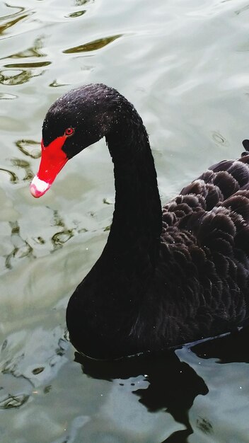 Foto nahaufnahme eines schwarzen schwanes, der im see schwimmt