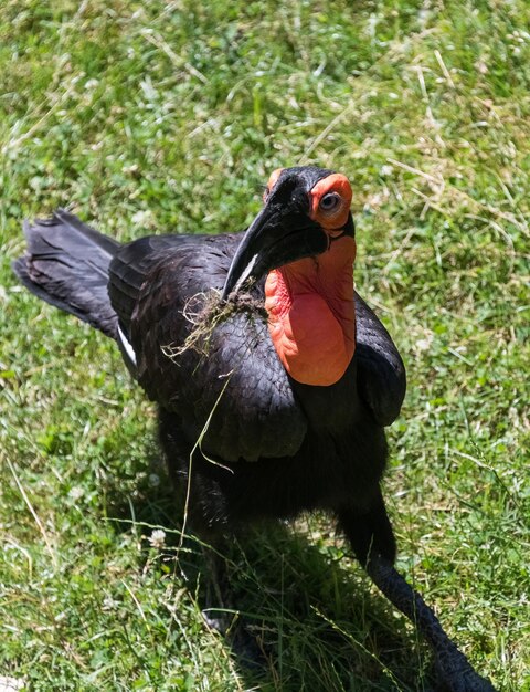 Foto nahaufnahme eines schwarzen vogels auf dem gras