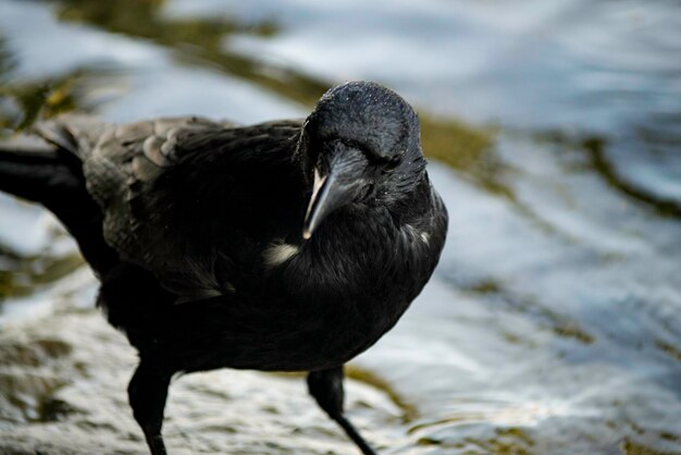 Foto nahaufnahme eines schwarzen vogels