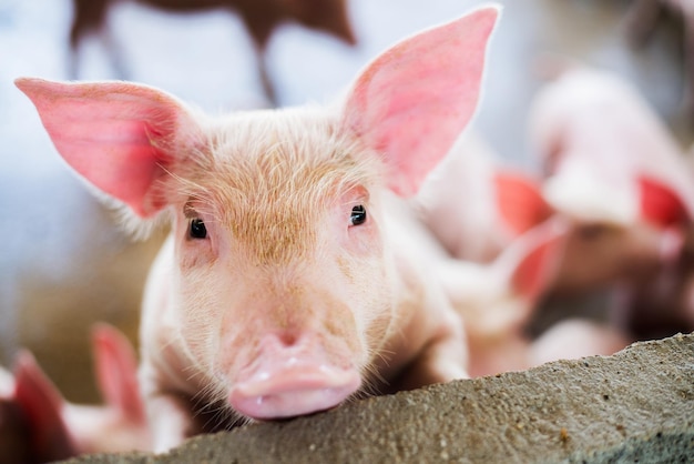 Nahaufnahme eines Schweinchens