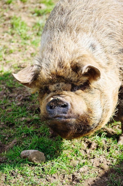 Foto nahaufnahme eines schweines auf dem feld