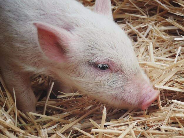 Foto nahaufnahme eines schweins