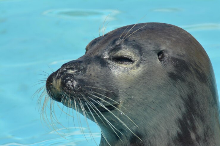 Foto nahaufnahme eines seelöwen, der im wasser schwimmt