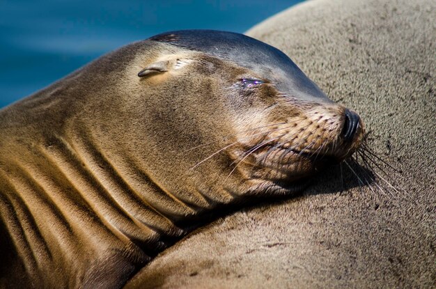 Nahaufnahme eines Seelöwen, der sich am Strand ausruht