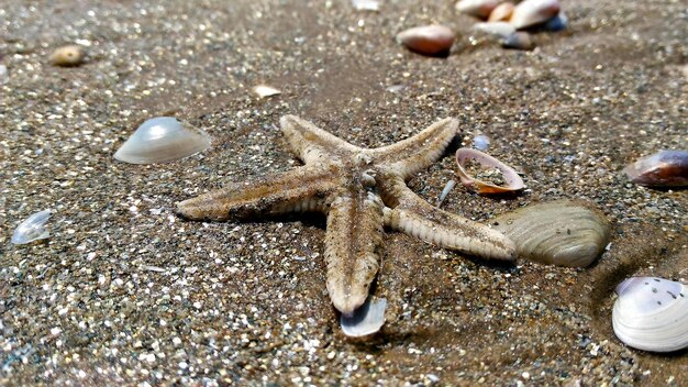 Foto nahaufnahme eines seesterns auf dem sand