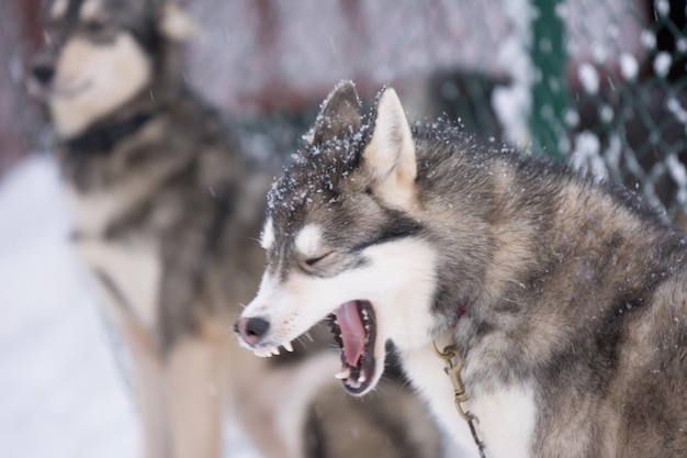Nahaufnahme eines sibirischen Huskies, der im Winter gähnt