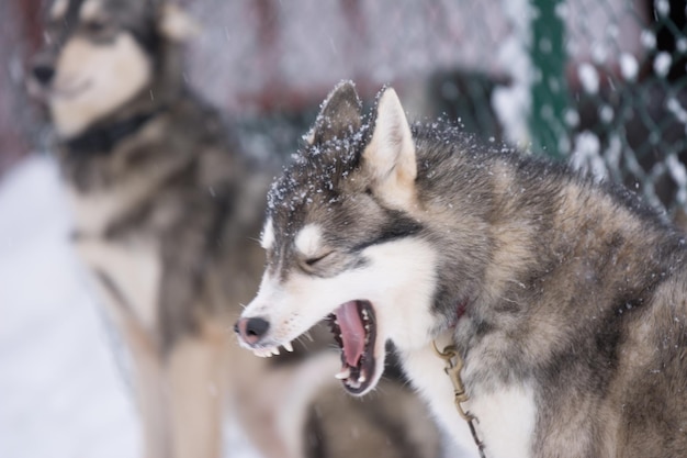 Foto nahaufnahme eines sibirischen huskies, der im winter gähnt