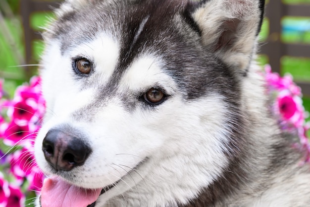 Nahaufnahme eines sibirischen Husky-Hundes auf einem Gartenhintergrund