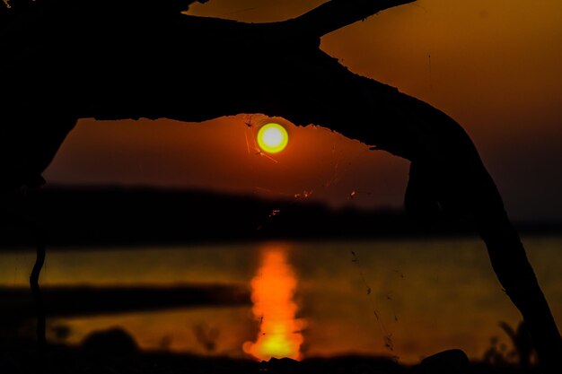 Foto nahaufnahme eines silhouettenbaums gegen den himmel bei sonnenuntergang