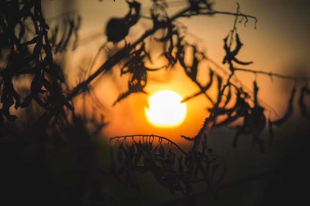 Nahaufnahme eines Silhouettenbaums vor orangefarbenem Himmel