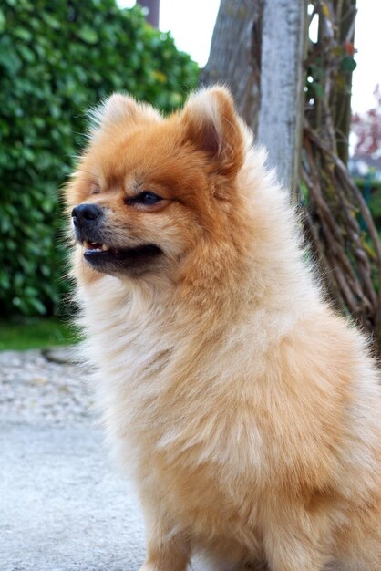 Foto nahaufnahme eines sitzenden pomeranian-hundes, der wegblickt