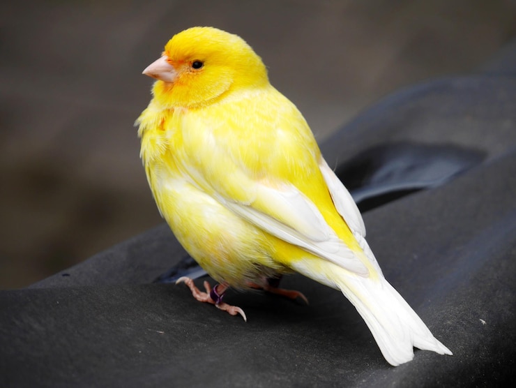 Foto nahaufnahme eines sitzenden vogels