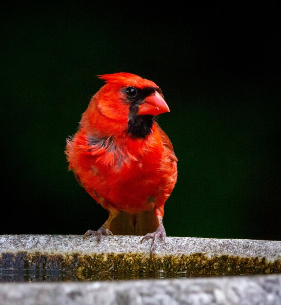 Foto nahaufnahme eines sitzenden vogels