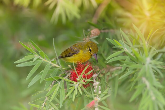 Foto nahaufnahme eines sonnenvogels, der sich an einer pflanze bei einer roten blume befindet