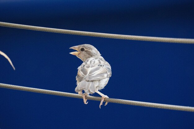 Foto nahaufnahme eines spatzes auf dem kabel gegen den blauen himmel