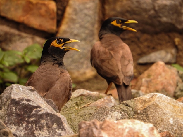 Foto nahaufnahme eines spatzes, der auf einem felsen sitzt