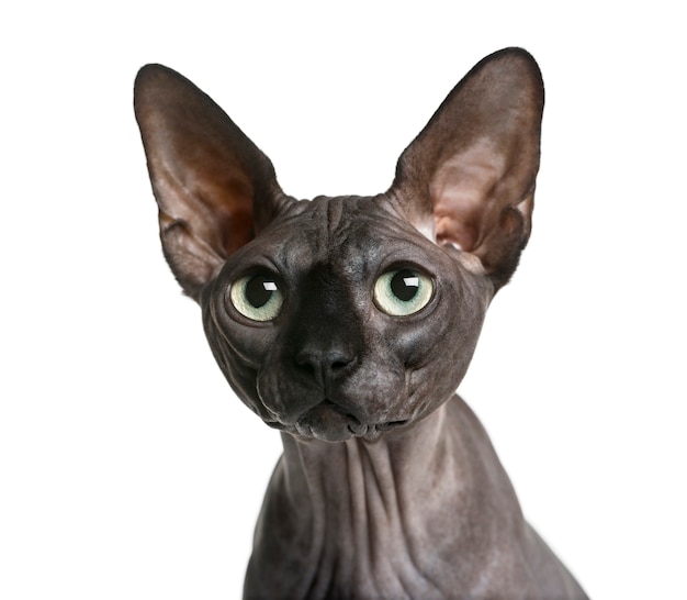 Nahaufnahme eines Sphynx vor einer weißen Wand