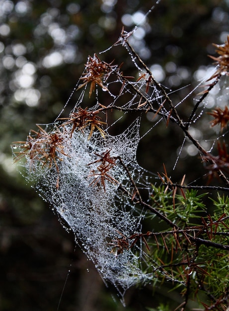 Foto nahaufnahme eines spinnennetzes auf einem baum