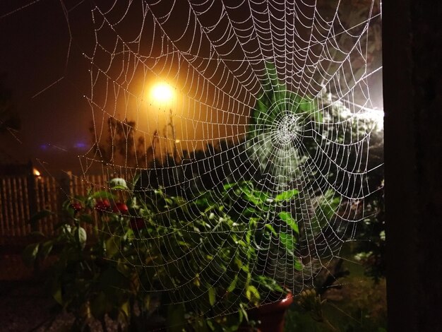 Foto nahaufnahme eines spinnennetzes in der nacht