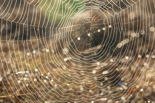 Nahaufnahme eines Spinnennetzes in Tautropfen auf einem Feld an einem frühen sonnigen Morgen.