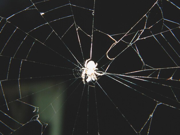 Foto nahaufnahme eines spinnennetzes