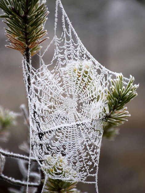 Foto nahaufnahme eines spinnennetzes