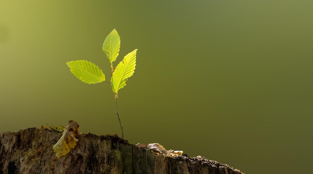 Nahaufnahme eines Sprosses, der aus dem alten Baum wächst