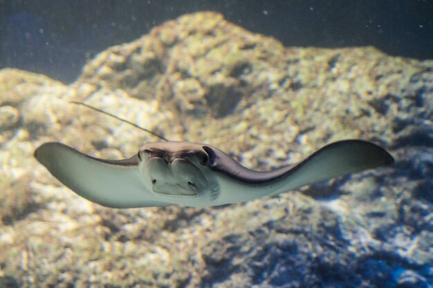 Foto nahaufnahme eines stachelrochen, der im meer schwimmt