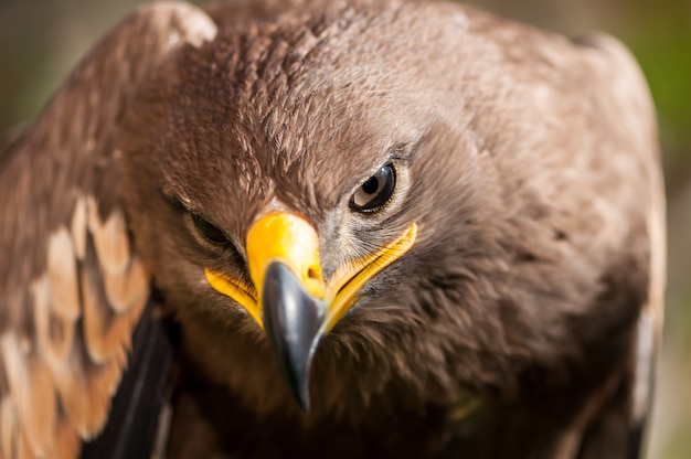 Nahaufnahme eines Steppenadlers (Aquila Nipalensis). Raubvogel Porträt.