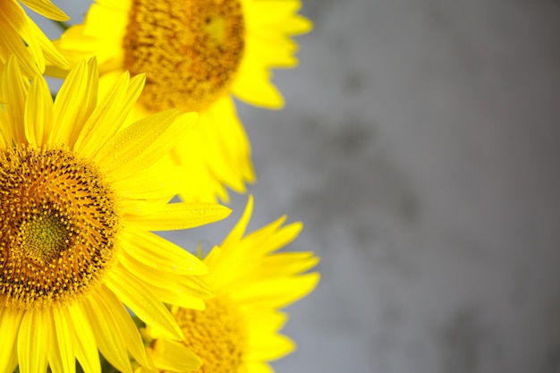 Nahaufnahme eines Straußes von Sonnenblumen