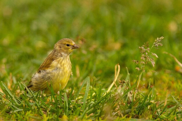 Nahaufnahme eines süßen Carduelis-Kleinvogels, der nach Samen sucht