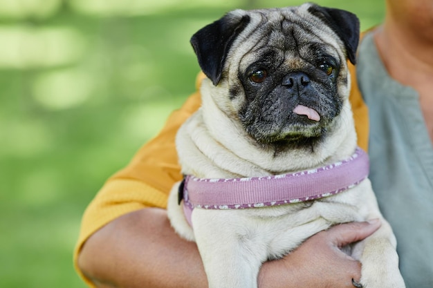 Nahaufnahme eines süßen Mopshundes mit herausgestreckter Zunge, der in den Armen der Frau im Freien sitzt, Kopierraum