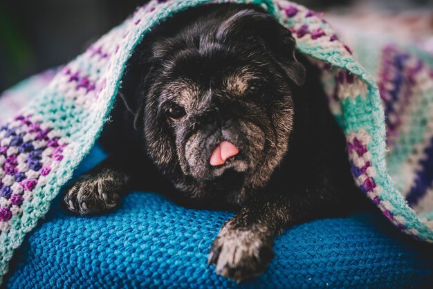 Nahaufnahme eines süßen Mopswelpen, der sich auf blauem Bett entspannt, das zu Hause unter einer Decke bedeckt ist. Schwarzer Lzay-Mops-Hund, der sich zu Hause unter einer Decke entspannt