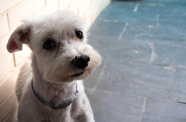 Nahaufnahme eines süßen weißen Bichon-Malteserhundes, der zu Hause auf der Terrasse sitzt.