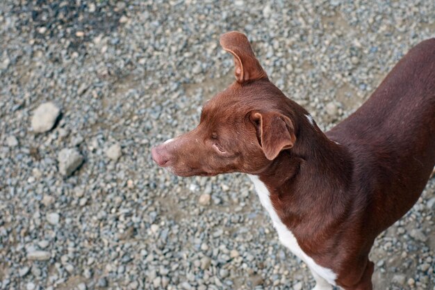 Nahaufnahme eines süßen weißen und braunen Rat Terrier-Hundes