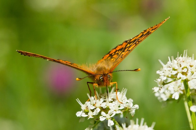 Nahaufnahme eines Sumpffritillary-Schmetterlings auf der Pflanze