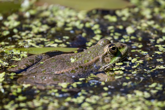 Nahaufnahme eines Sumpffrosches (Pelophylax Ridibundus)