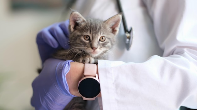 Nahaufnahme eines Tierarztes, der ein kleines Kätzchen in den Händen hält, ärztliche Untersuchung der Katze im Tierarzt