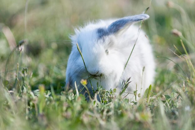 Foto nahaufnahme eines tieres auf dem feld