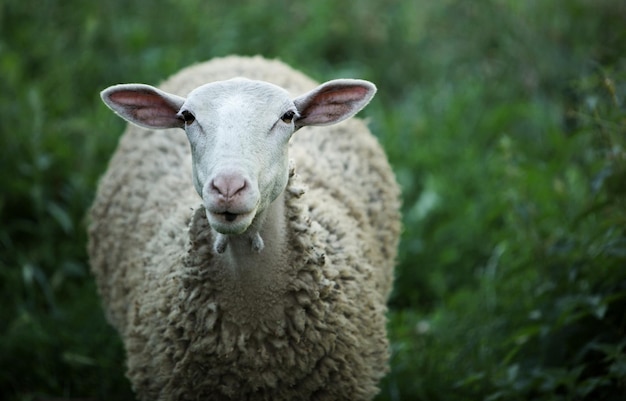 Foto nahaufnahme eines tieres auf dem feld