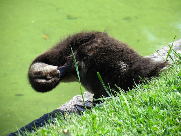 Foto nahaufnahme eines tieres auf dem gras