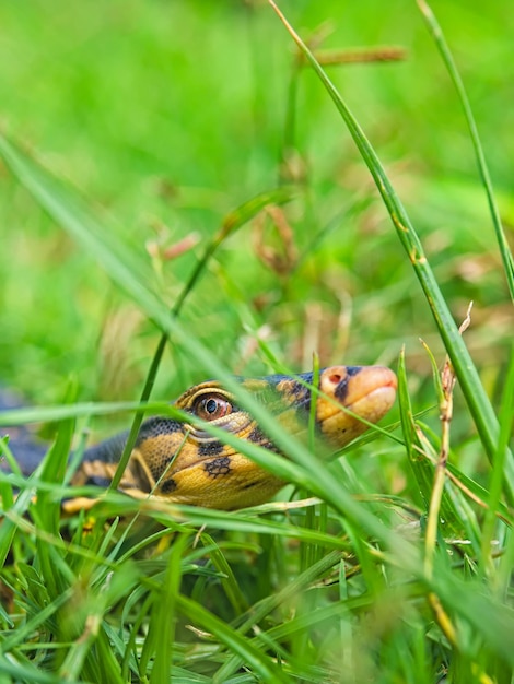 Foto nahaufnahme eines tieres auf dem gras