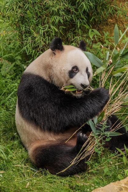 Foto nahaufnahme eines tieres, das auf gras sitzt