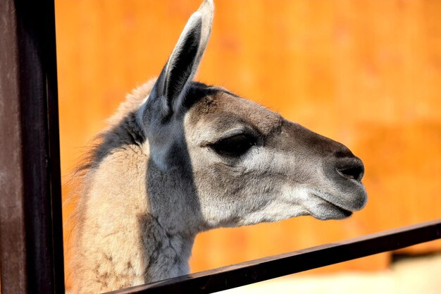 Foto nahaufnahme eines tieres im zoo