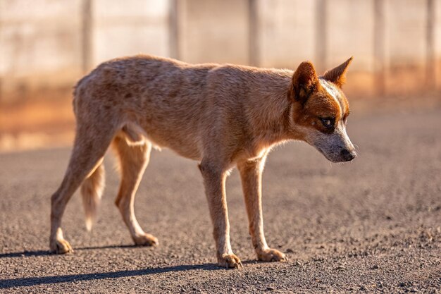 Nahaufnahme eines tierischen Säugetierhundes auf der Straße