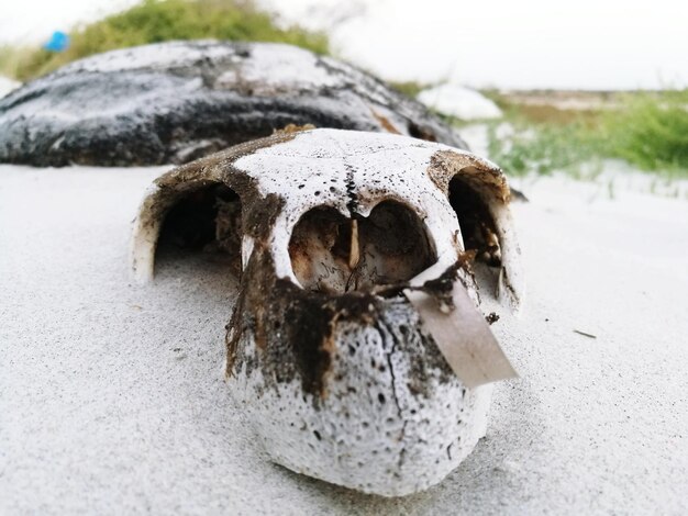 Foto nahaufnahme eines tierkopfes am strand